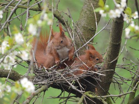 kobel eichhörnchen nest